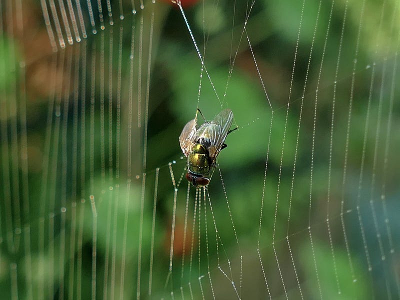A fly stuck in a spiderweb